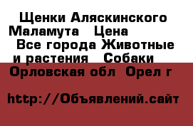 Щенки Аляскинского Маламута › Цена ­ 10 000 - Все города Животные и растения » Собаки   . Орловская обл.,Орел г.